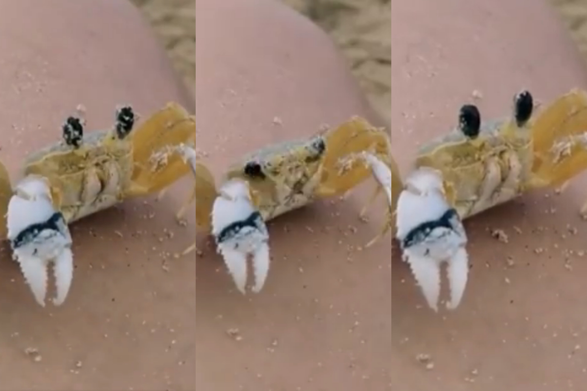 crab