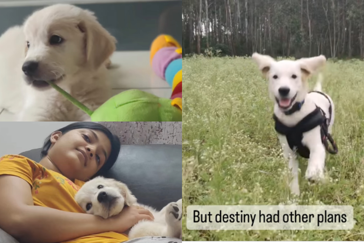 Golden Retriever owners