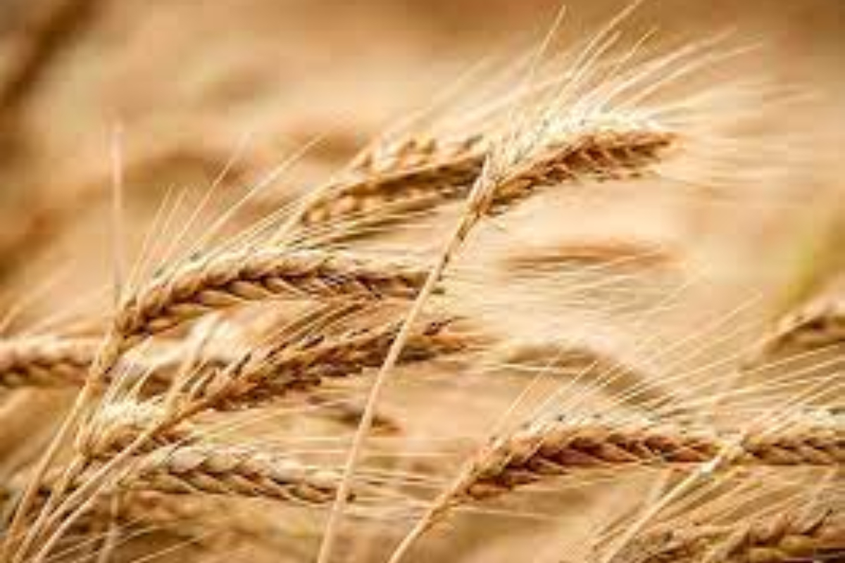 ECC reduces price for Russian wheat