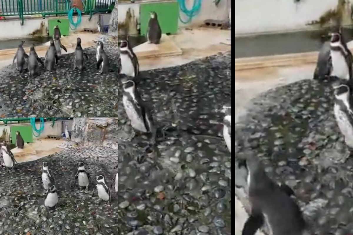 Penguins chase butterfly