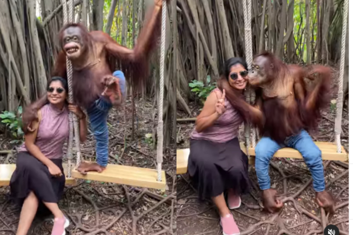 Chimpanzee