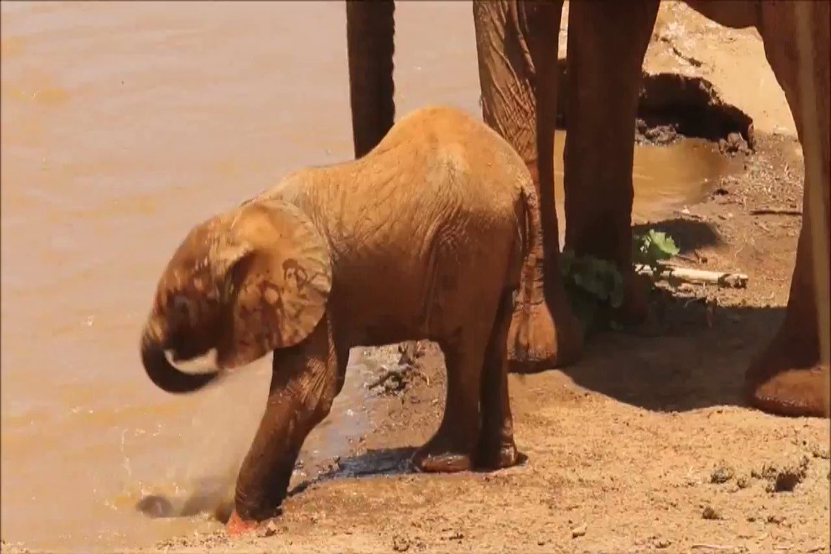 baby elephant
