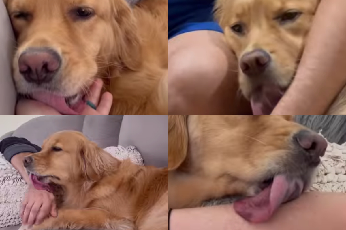 Golden Retriever