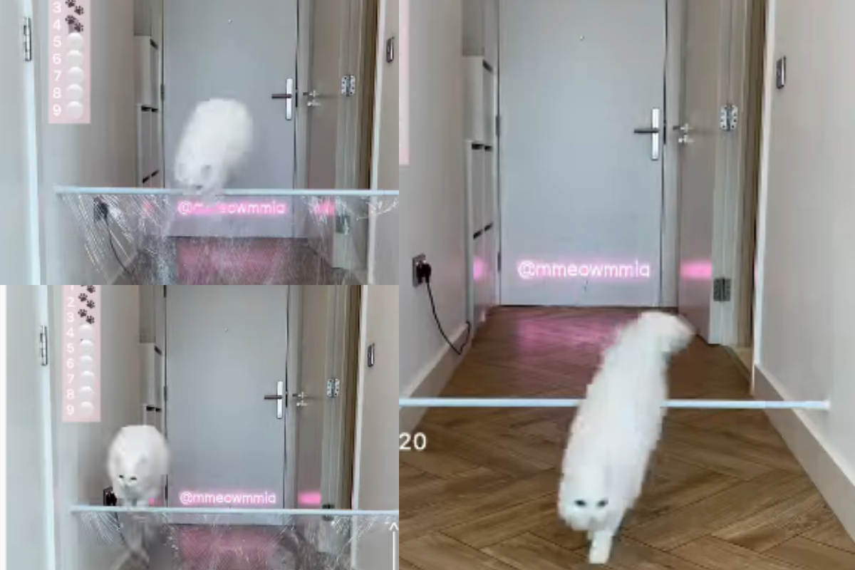 Cat jumps