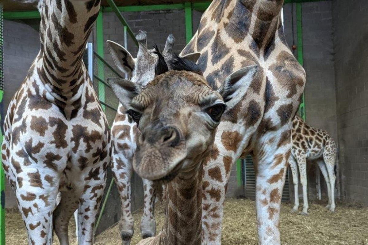 belfast zoo