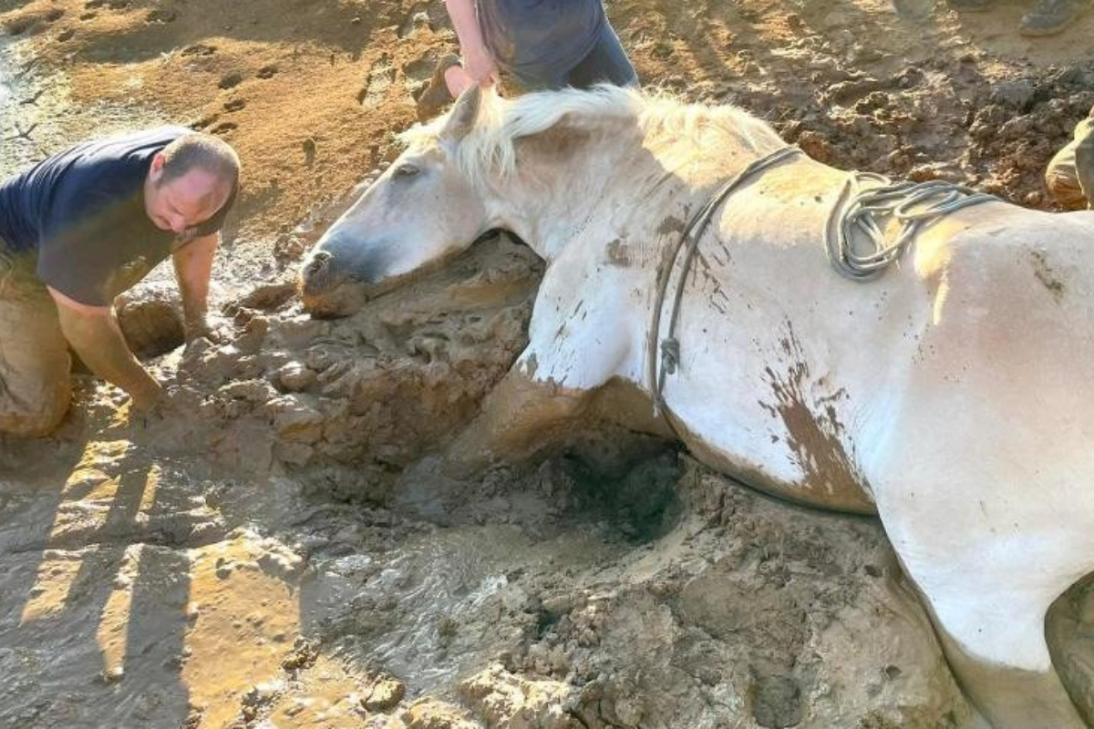 horse stuck mud