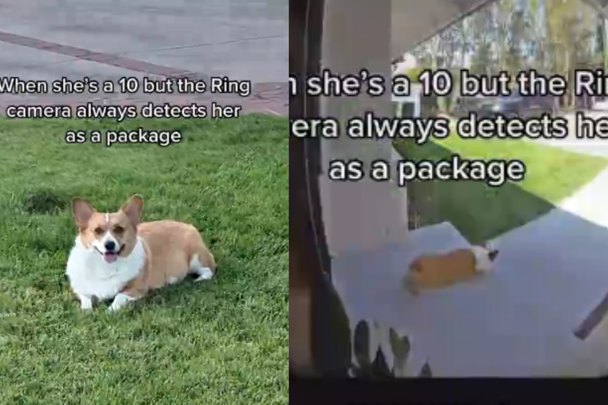 Corgi dogs