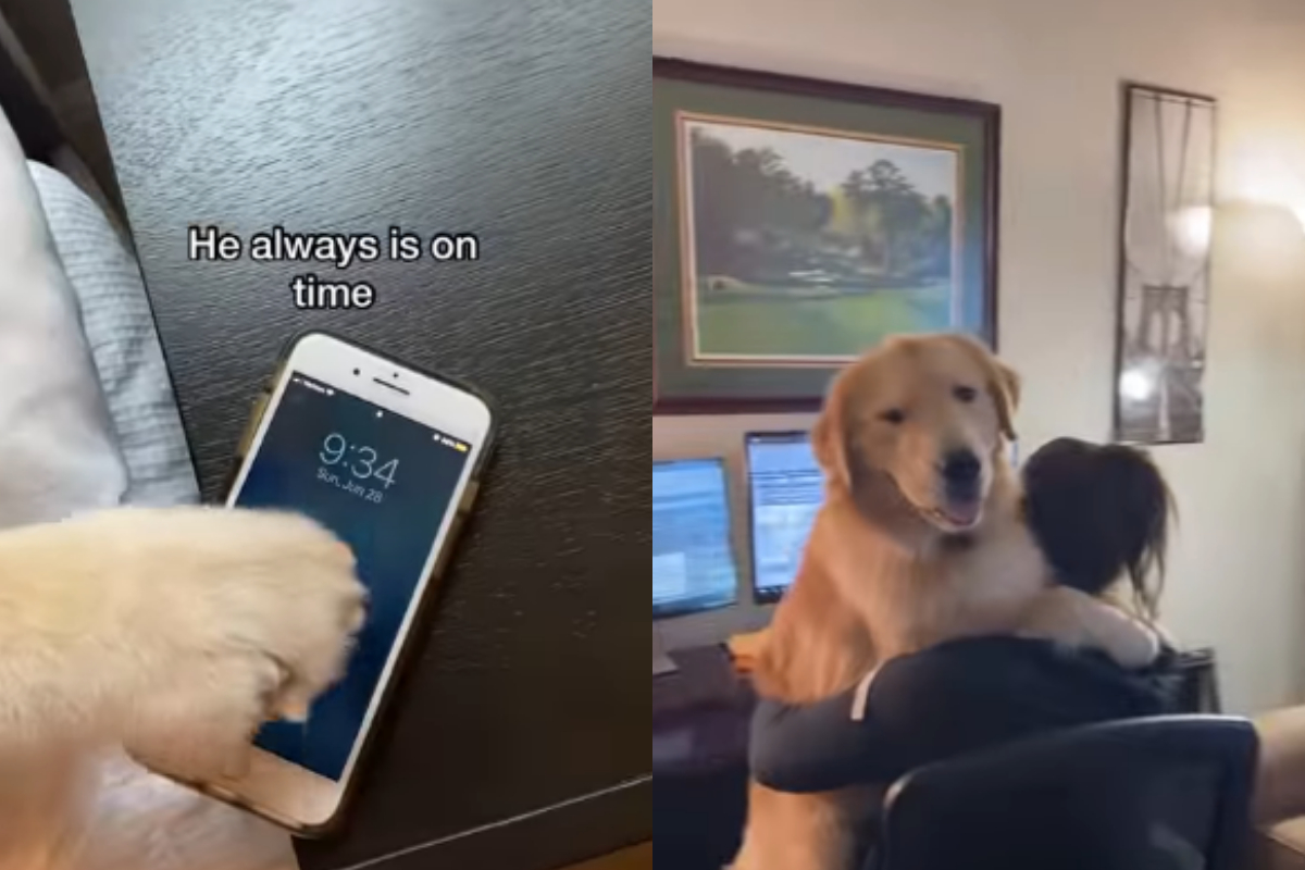 Golden Retriever