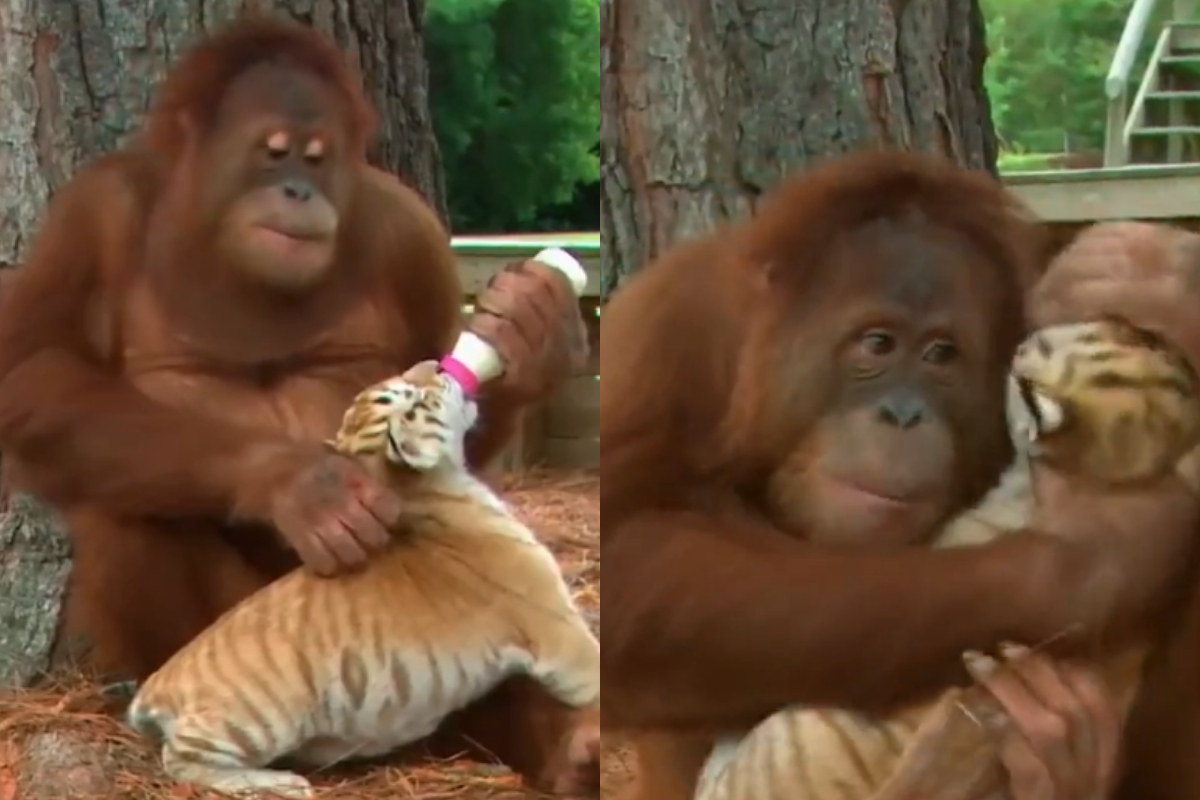 orangutan