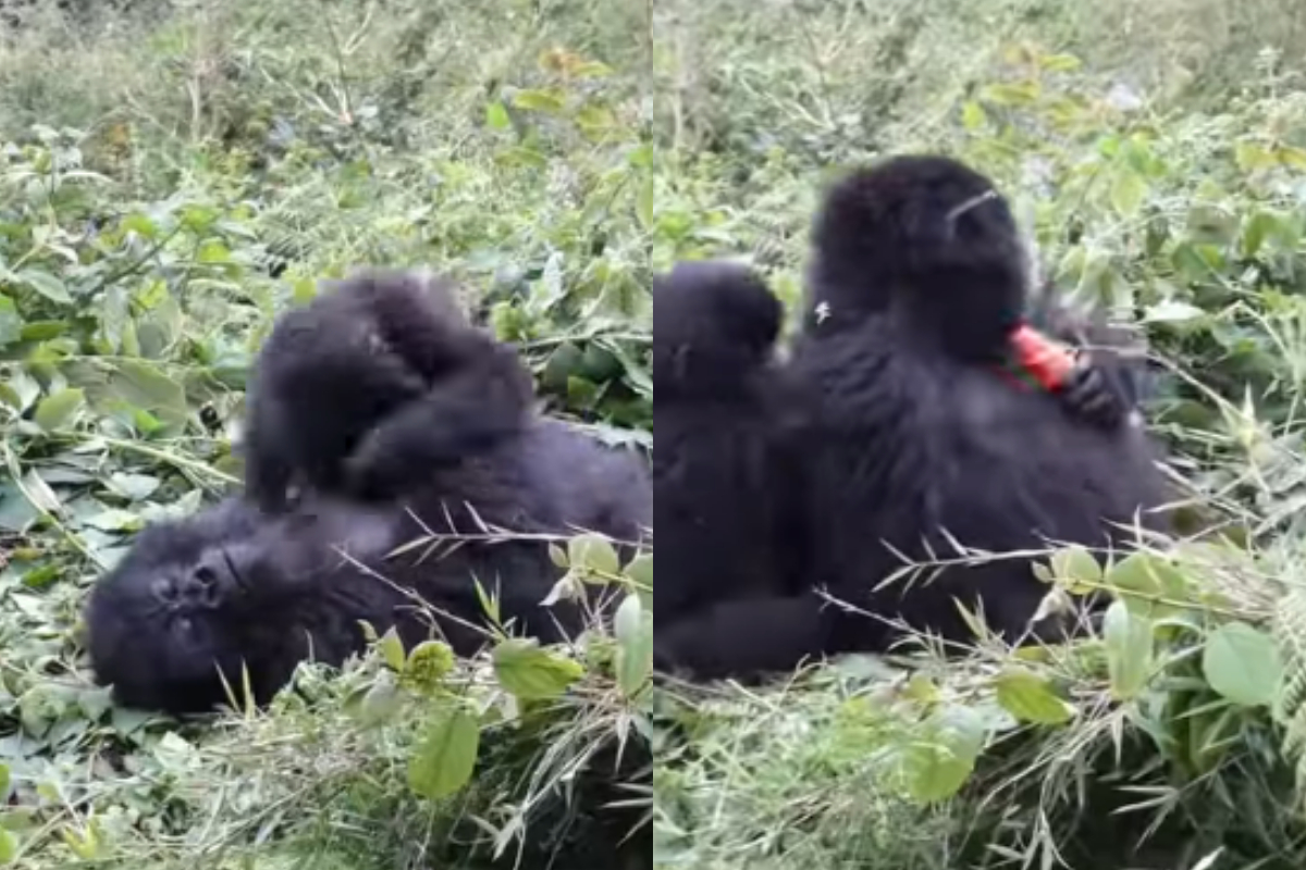 Baby gorilla