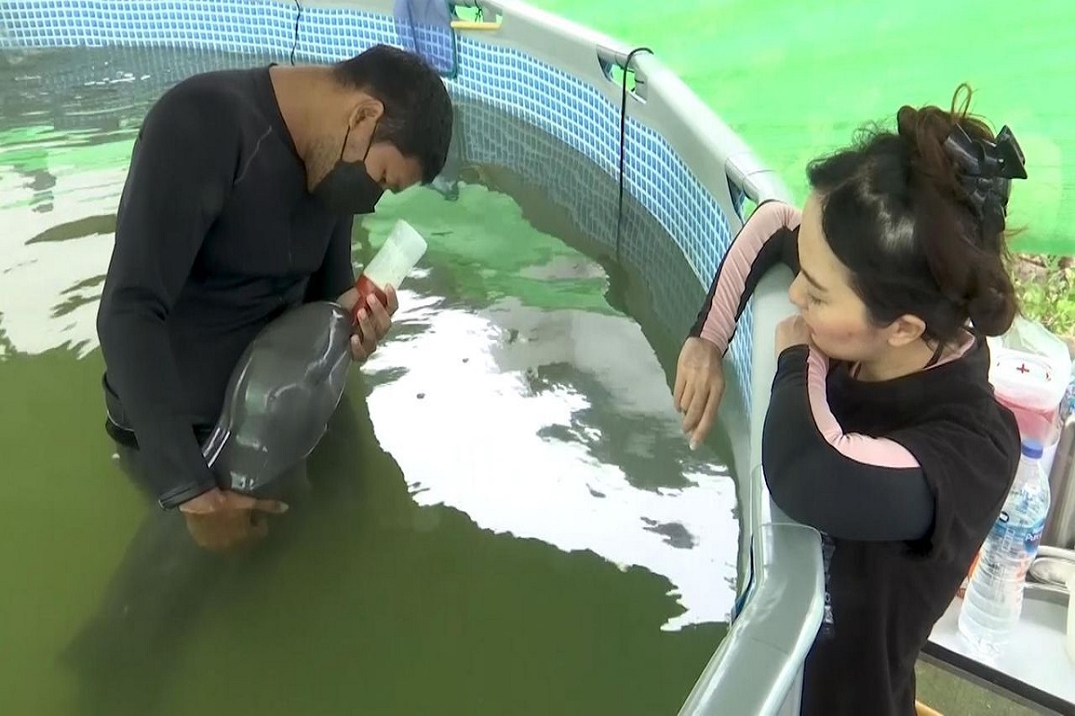 dolphin