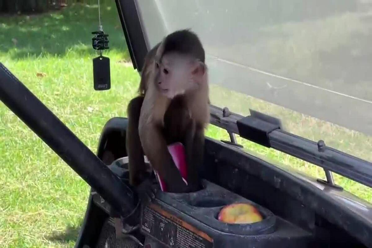 monkey