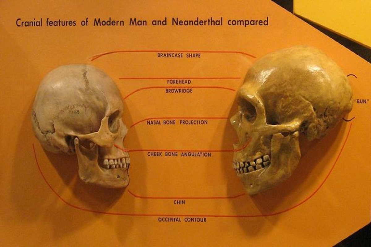 Neanderthals