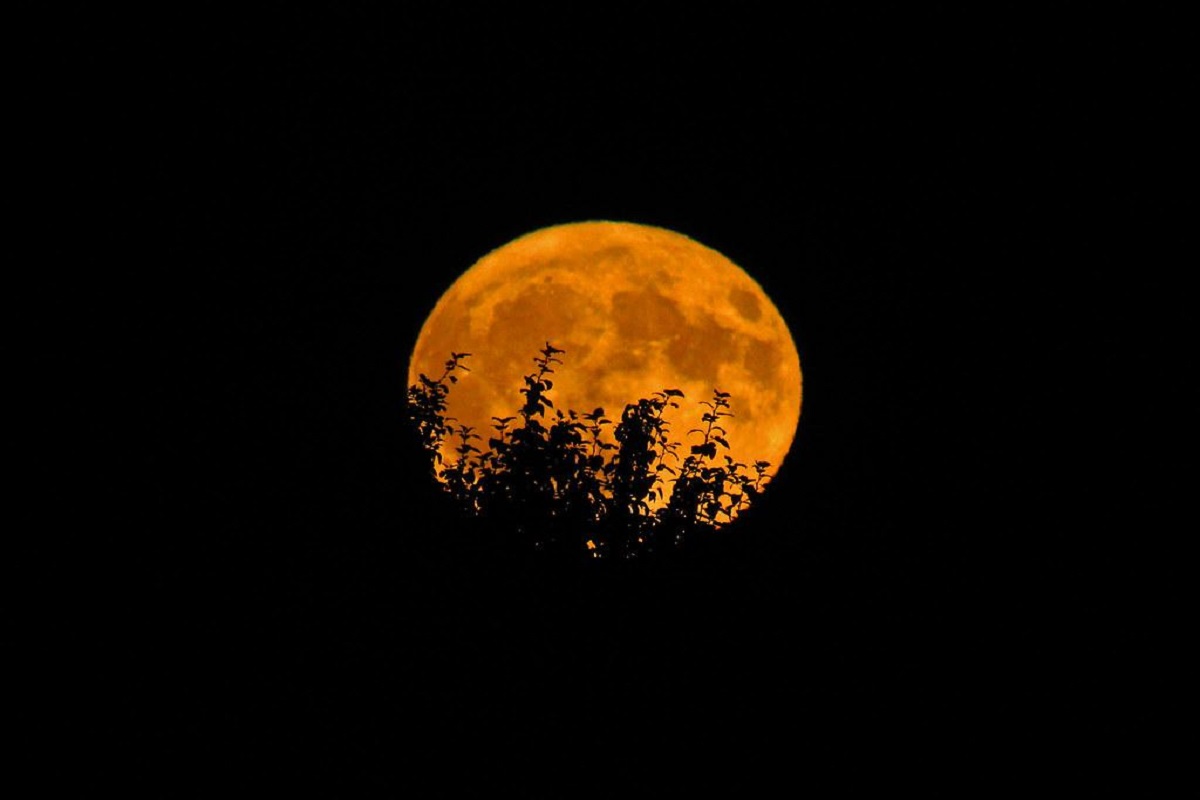 harvest moon