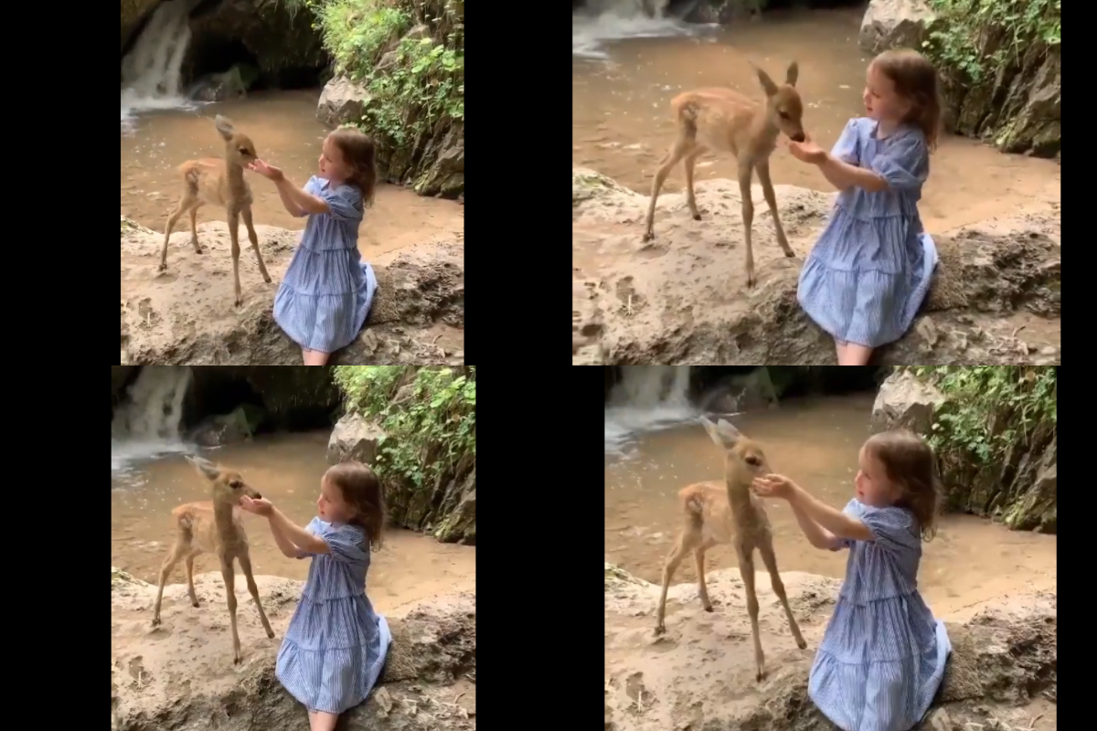girl feeding baby deer