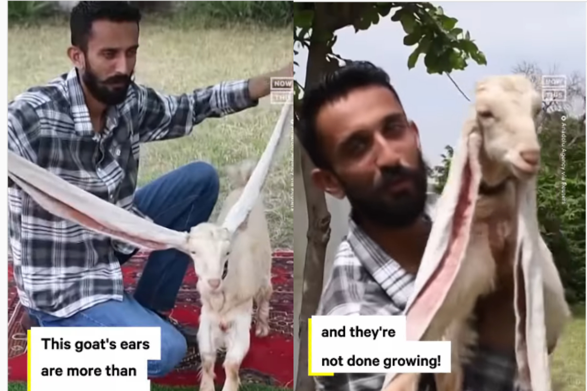 Simba Pakistani
