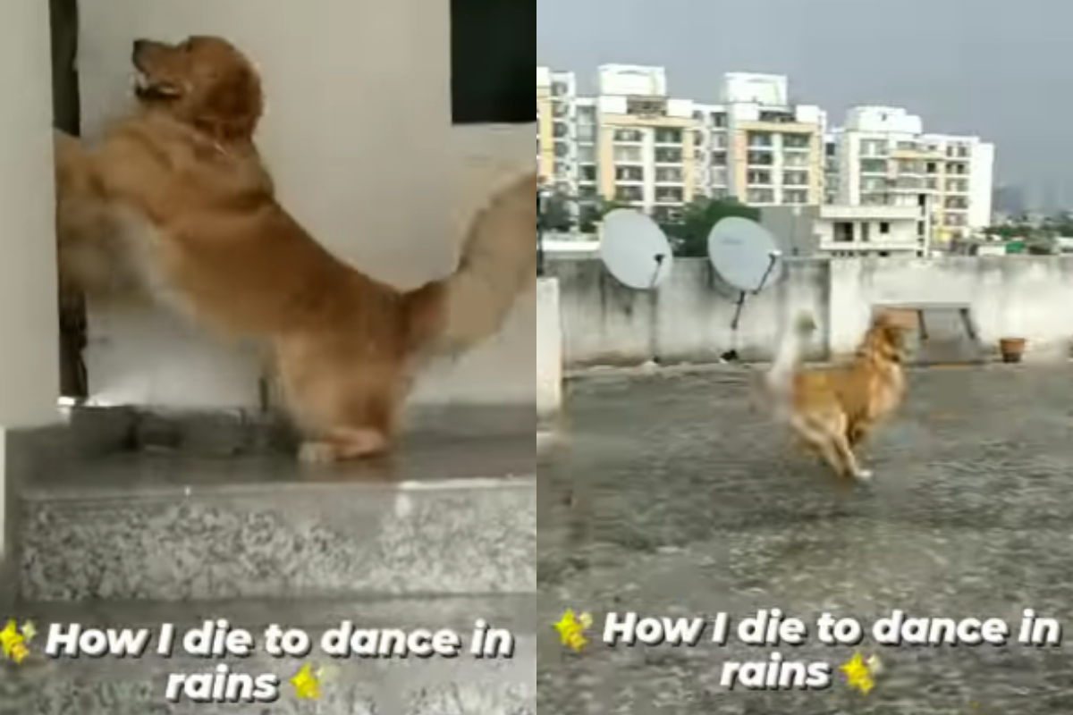 Dog