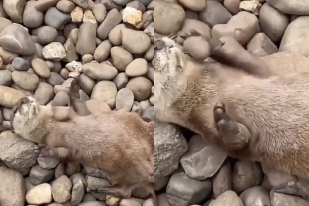 Otter plays with pebble