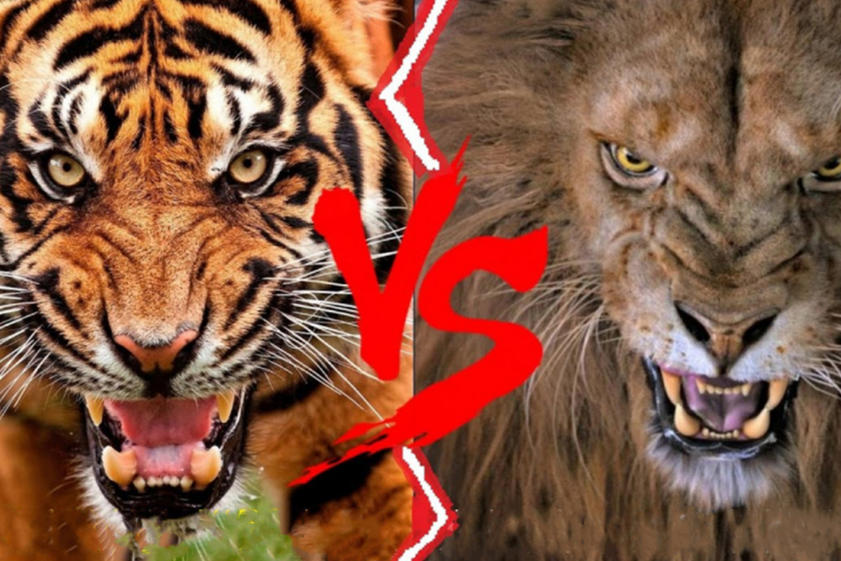 Lion vs tiger