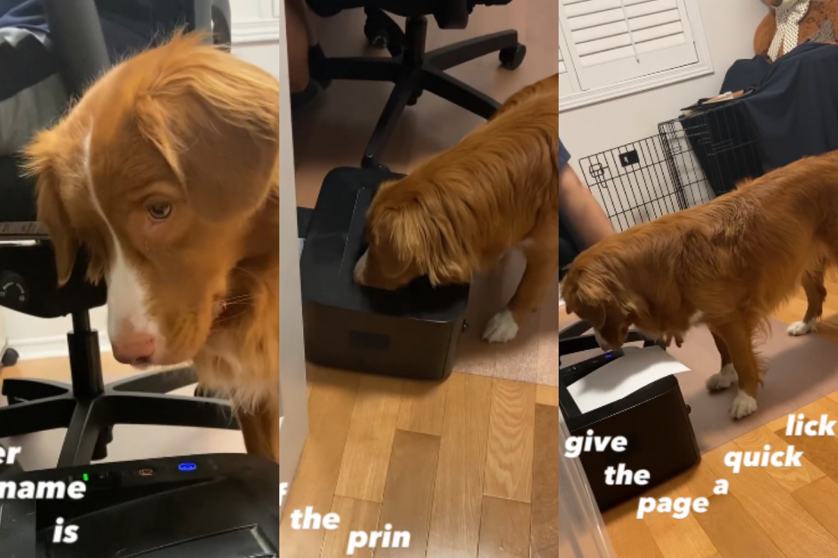 dog printer operates