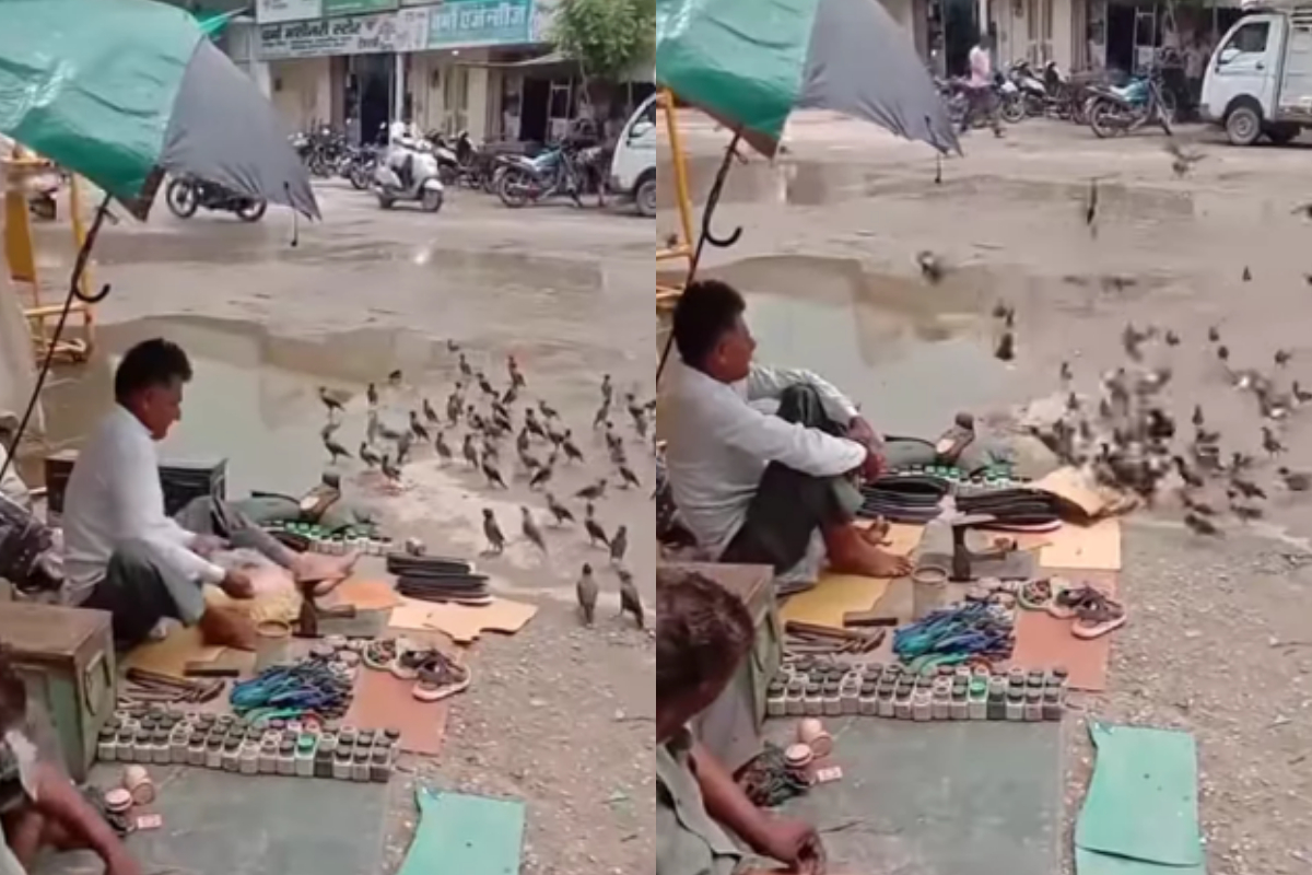 Cobbler feeds birds