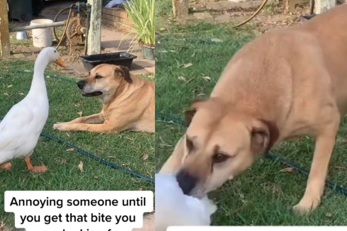 duck irritated Dog