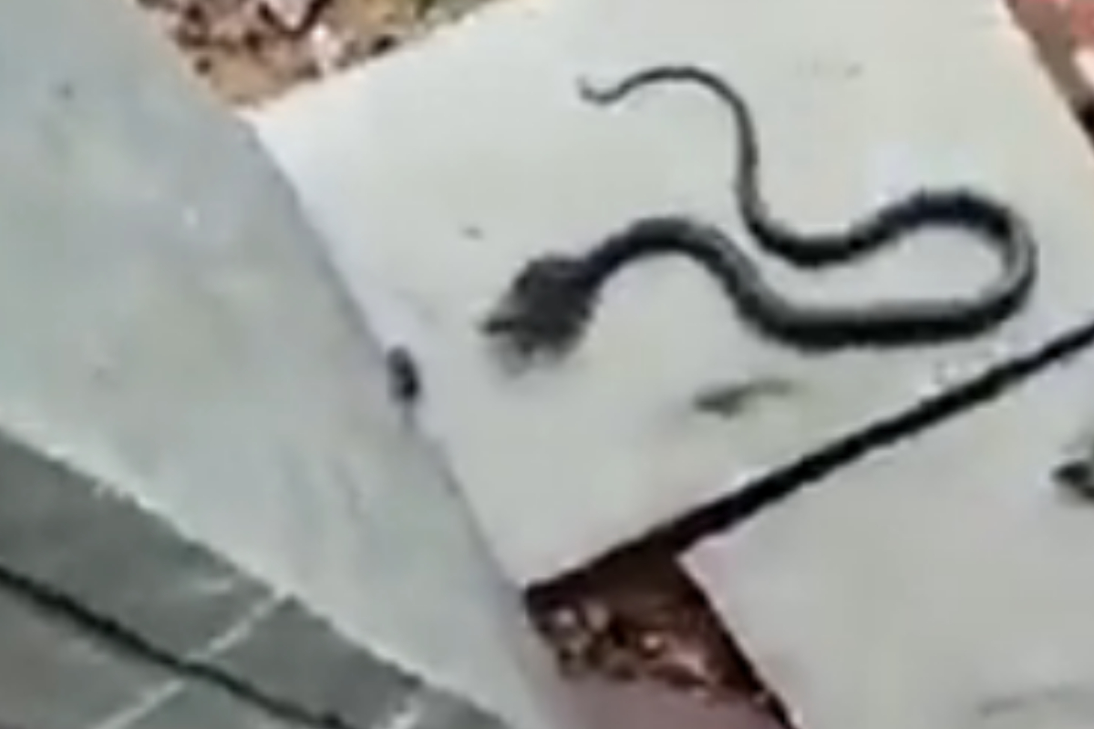 cobra