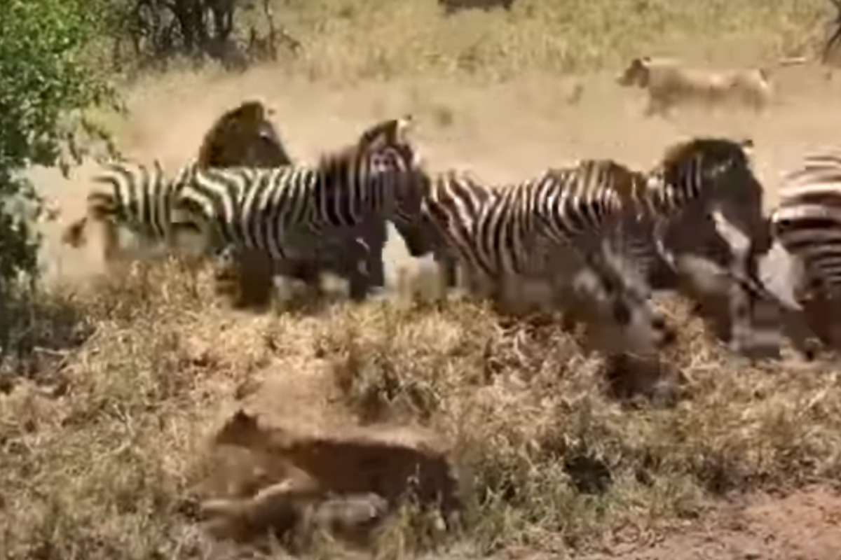 zebras trample lioness