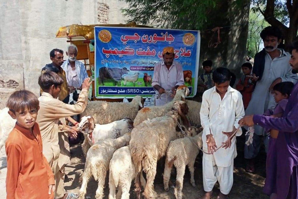 Animal vaccination campaign