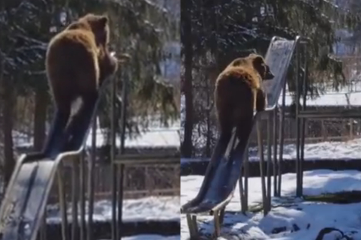 Bear on slide