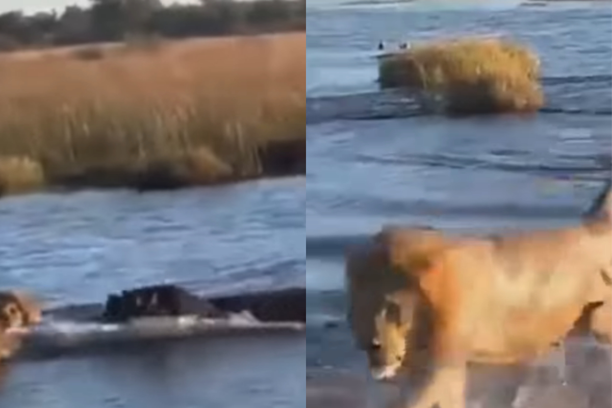 Hippo lions