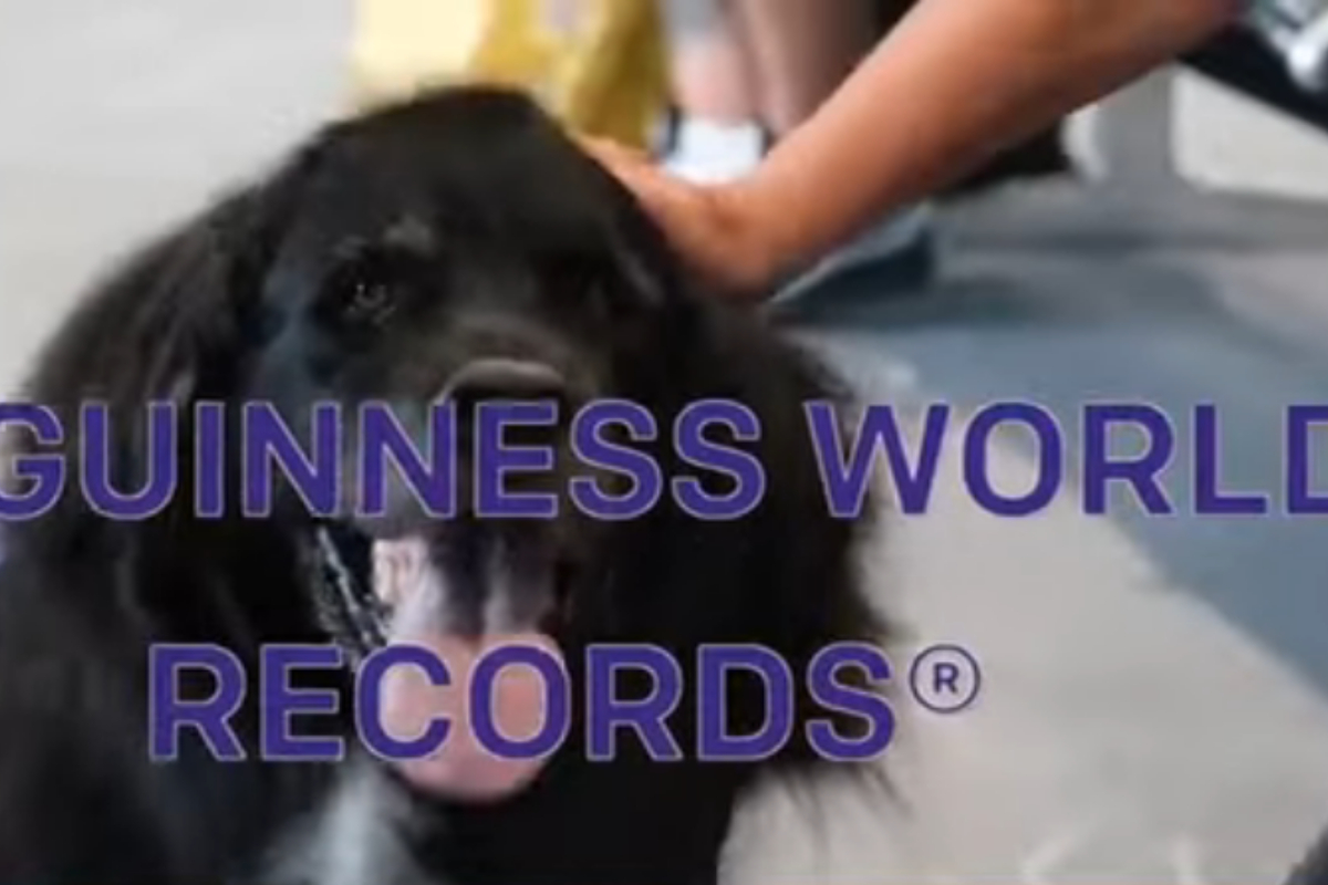 animal therapy