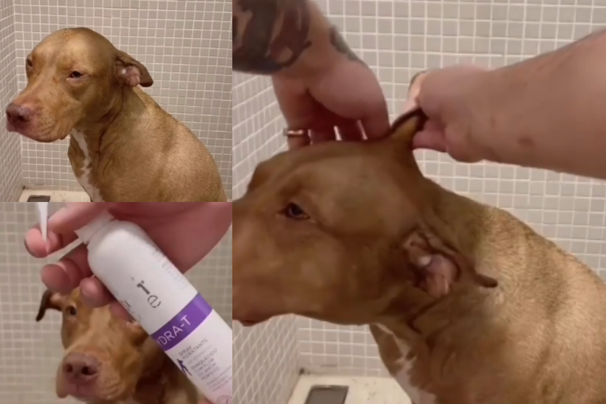 pitbull Grooming