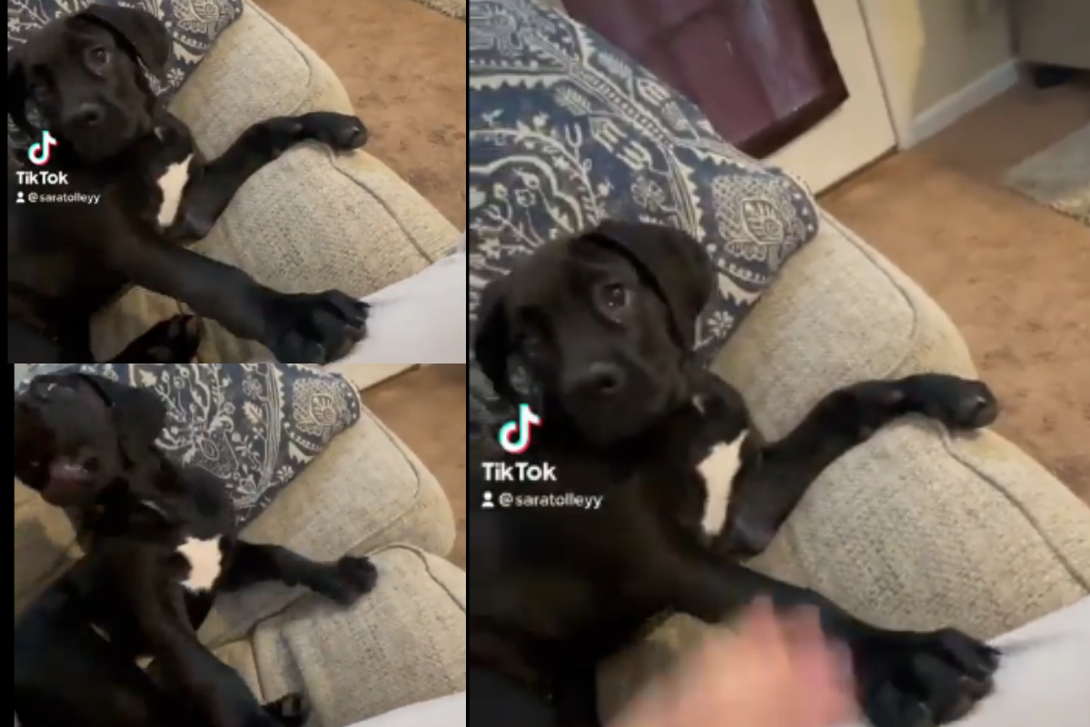 Dog removes paw