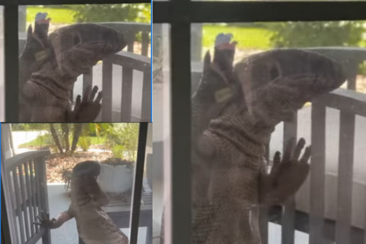 giant tegu lizard