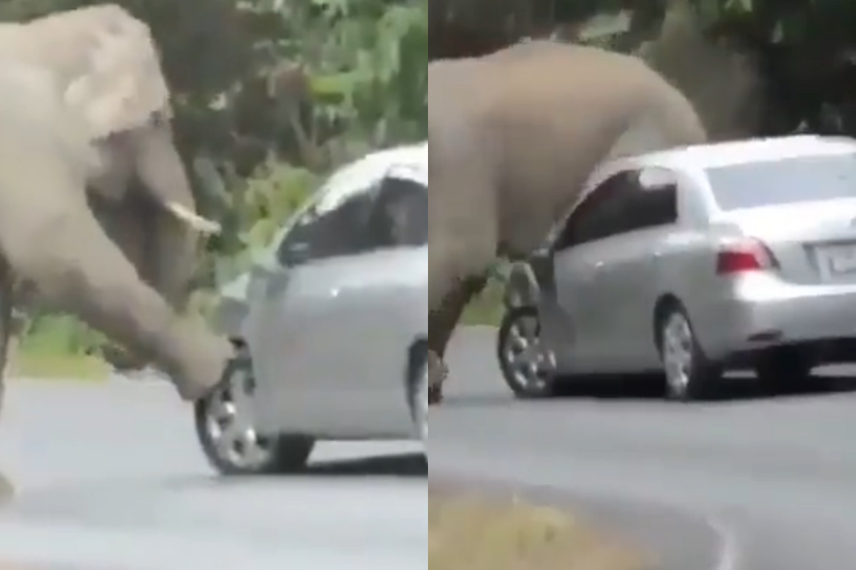 Elephant
