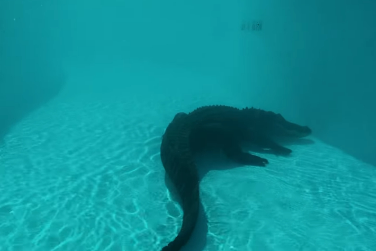 Alligator