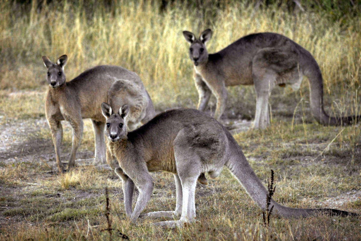 Australian man