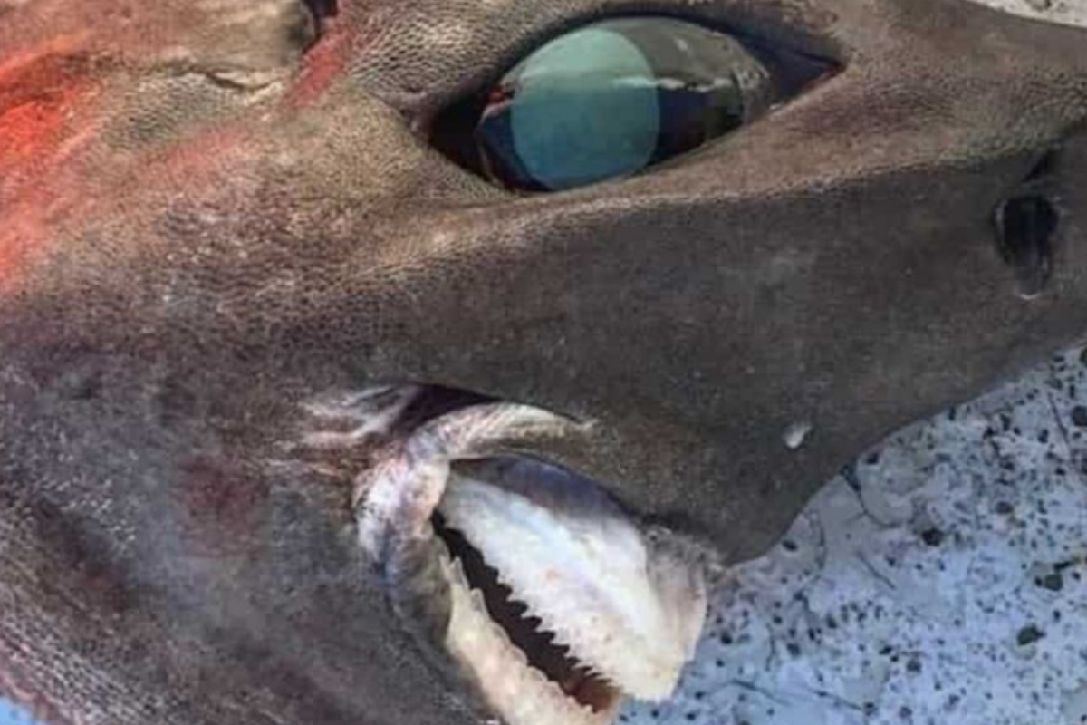 bizarre shark