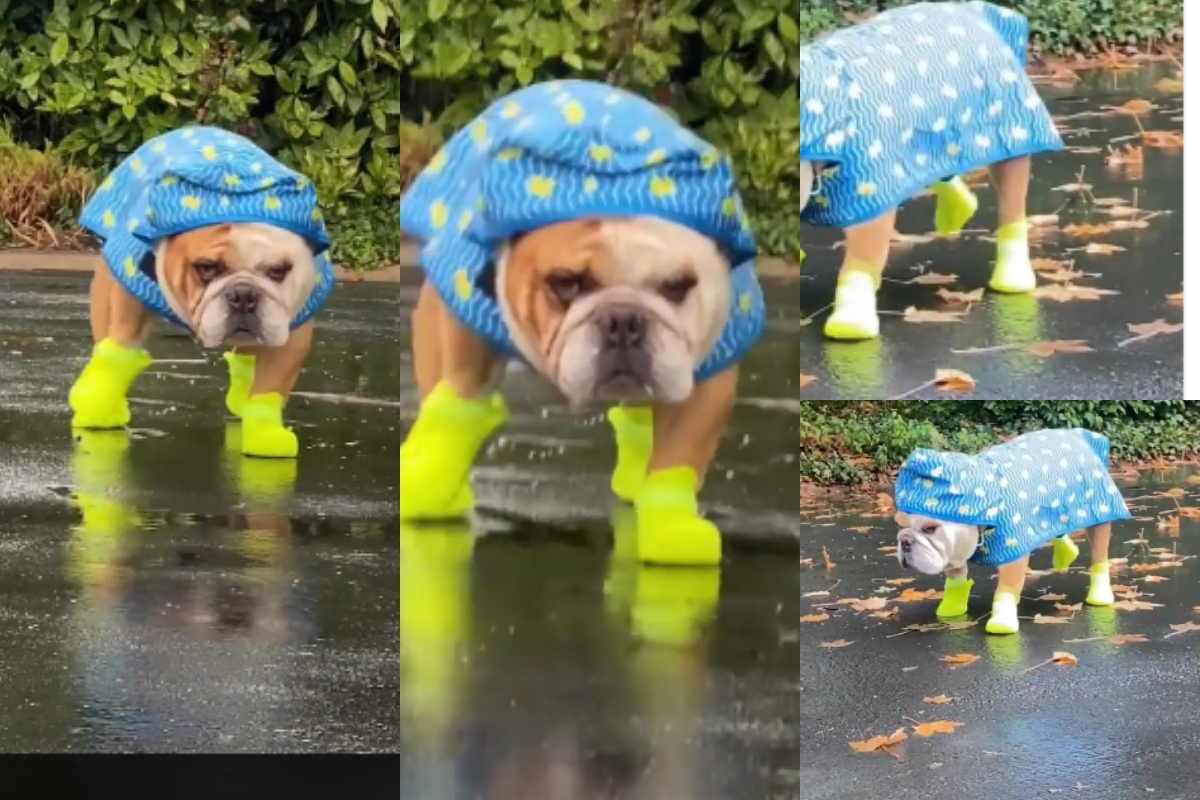 Bulldog wearing tiny rain boots