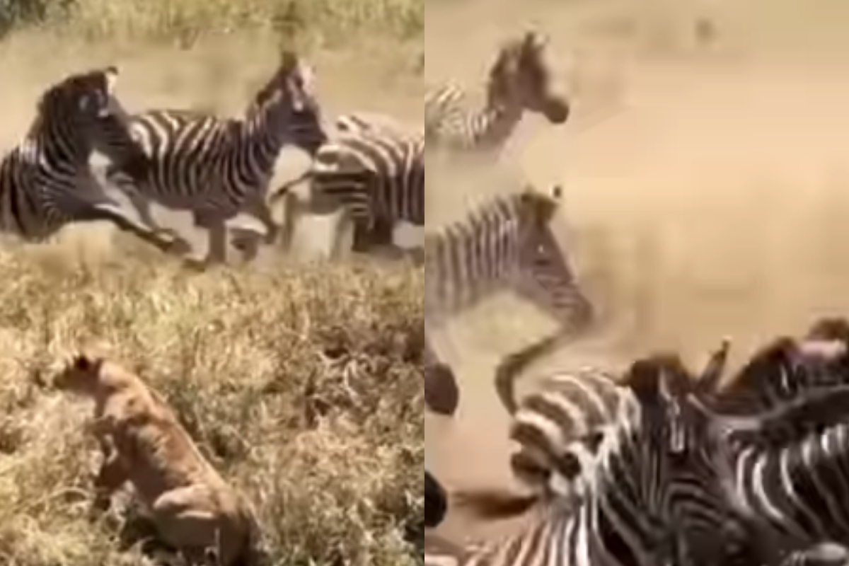 lions capture zebras