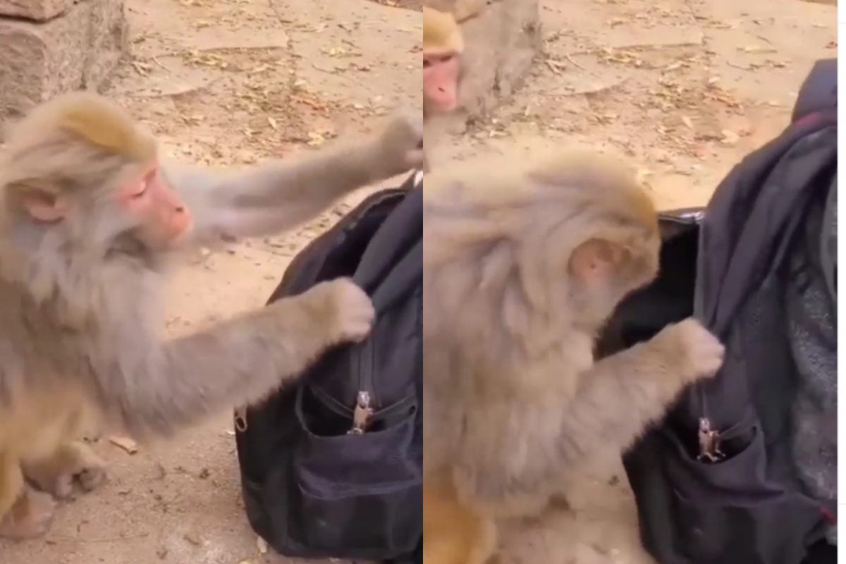 Monkey