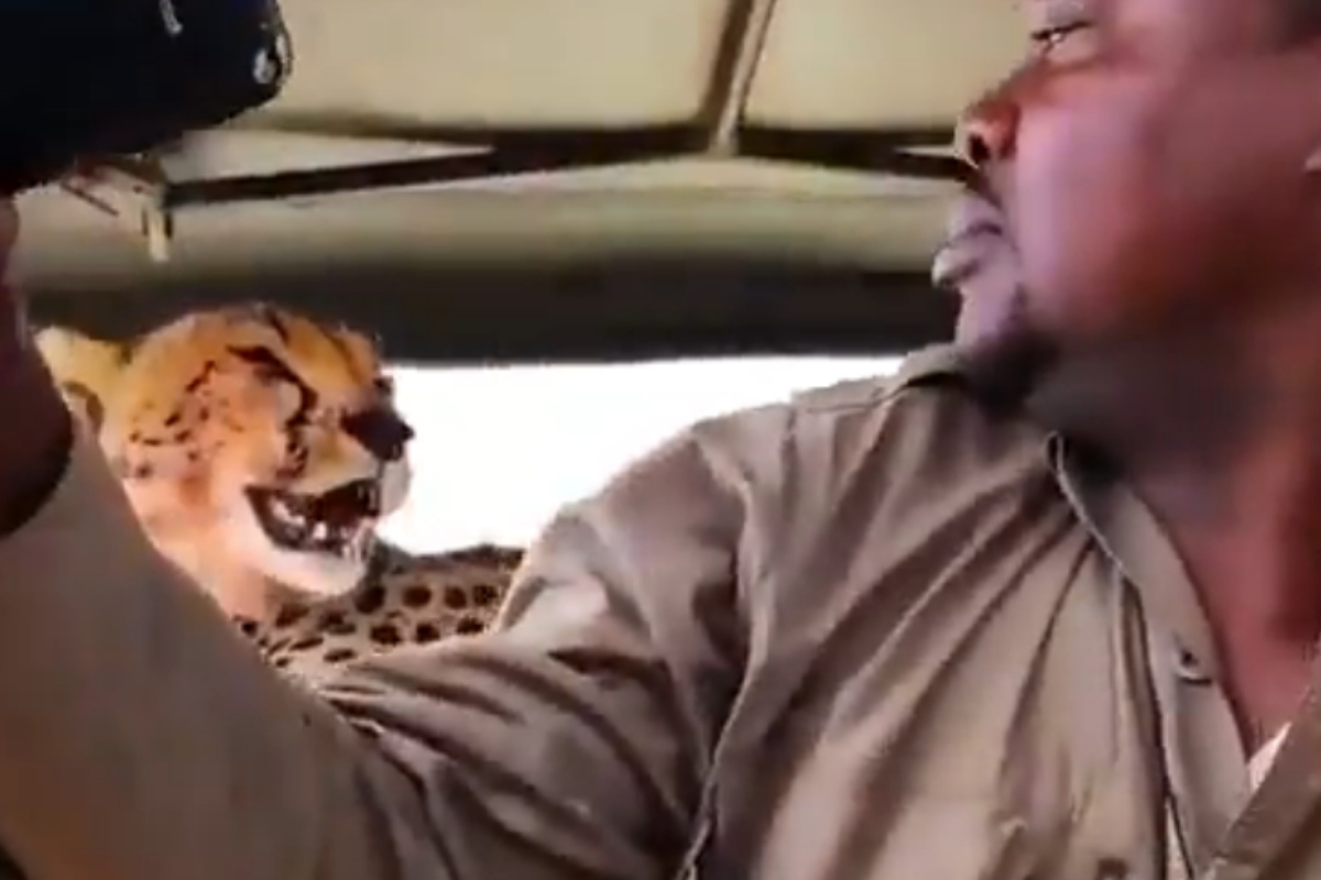 cheetah