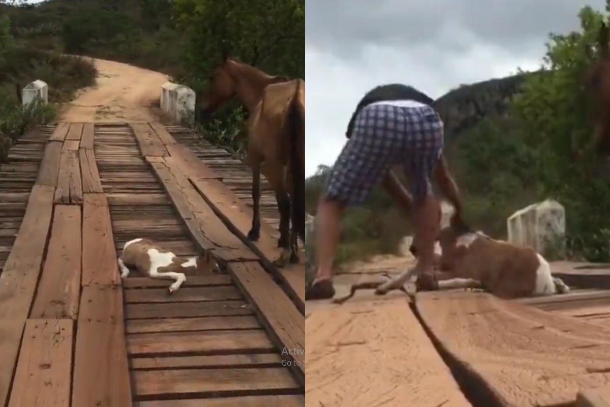 foal stuck
