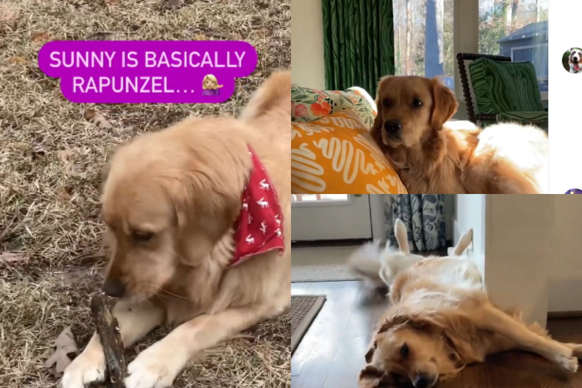 Golden Retriever parody
