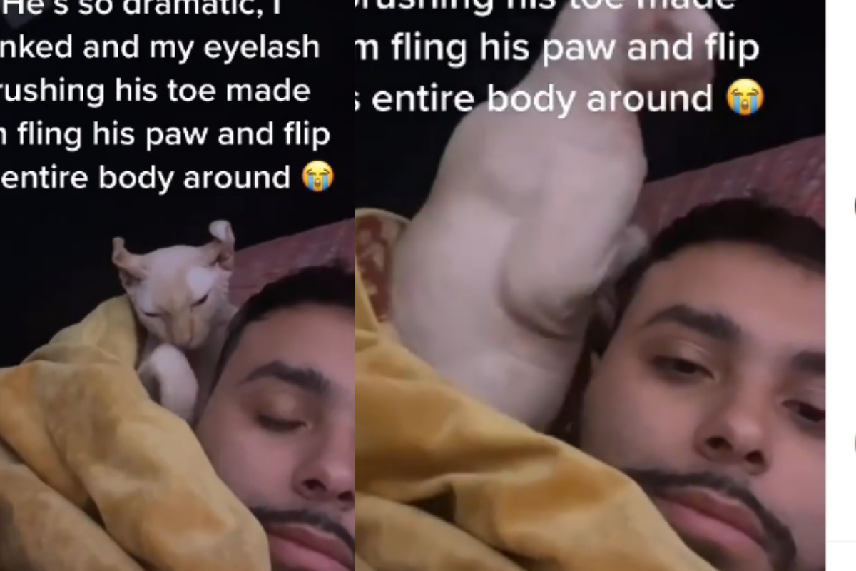 Cat reacting