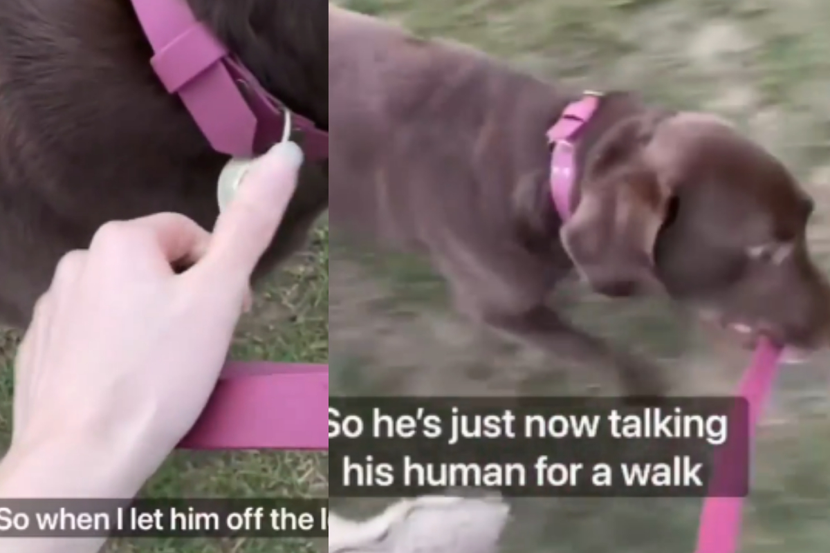 Dog walk his owner