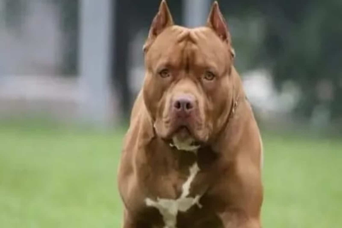pit bull