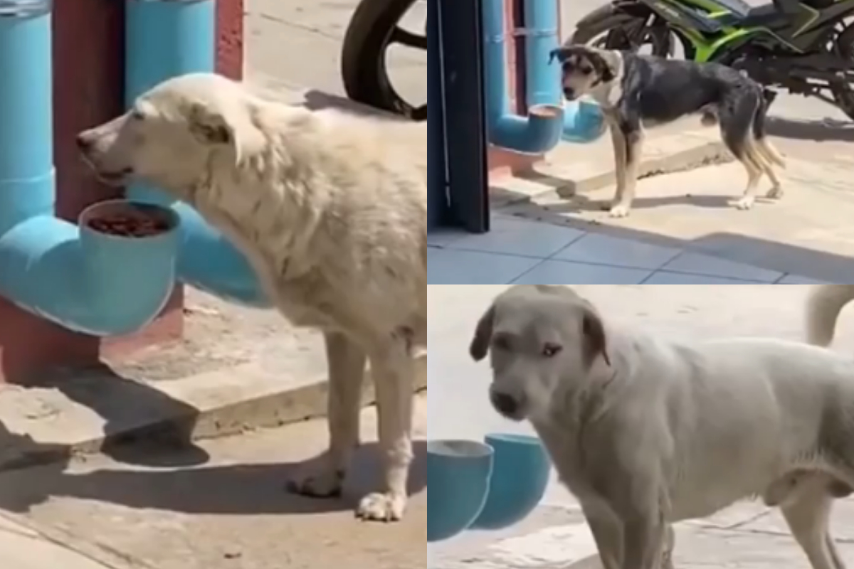feed stray dogs