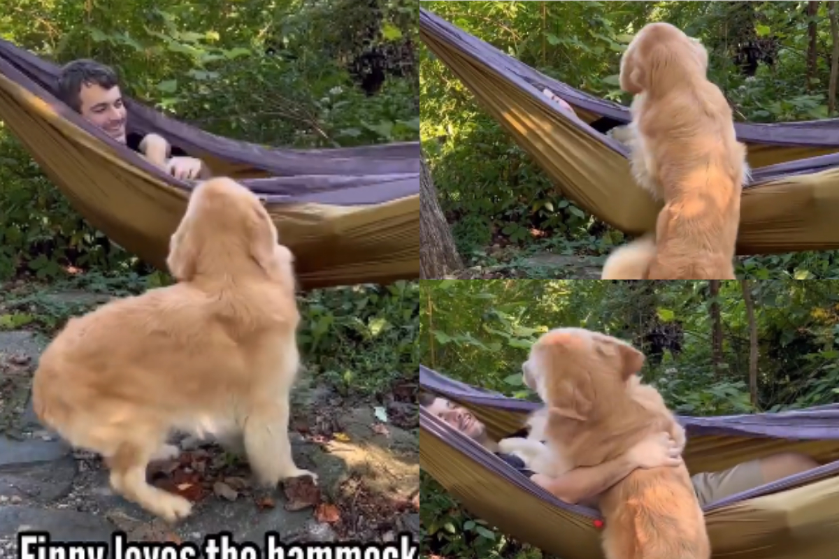 Golden Retrieve convince owner